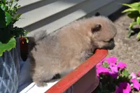 Western, a male Pomeranian for sale in Greenwood, WI – 4 of 8