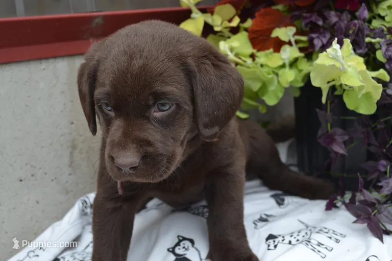 Layna – Labrador Retriever puppy for sale in Greenwood, WI