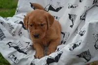Glory, a female Golden Retriever for sale in Greenwood, WI – 3 of 4
