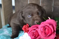 Lysa, a female Labrador Retriever for sale in Greenwood, WI – 4 of 4