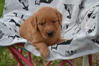 Ginger, a female Golden Retriever for sale in Greenwood, WI – 3 of 4