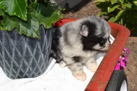 Willow, a female Pomeranian for sale in Greenwood, WI – 6 of 8