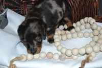Smokey, a male Dachshund for sale in Greenwood, WI – 5 of 8