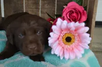 Lynsey, a female Labrador Retriever for sale in Greenwood, WI – 3 of 4