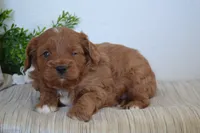 Prince, a male Cavapoo for sale in Greenwood, WI – 5 of 5