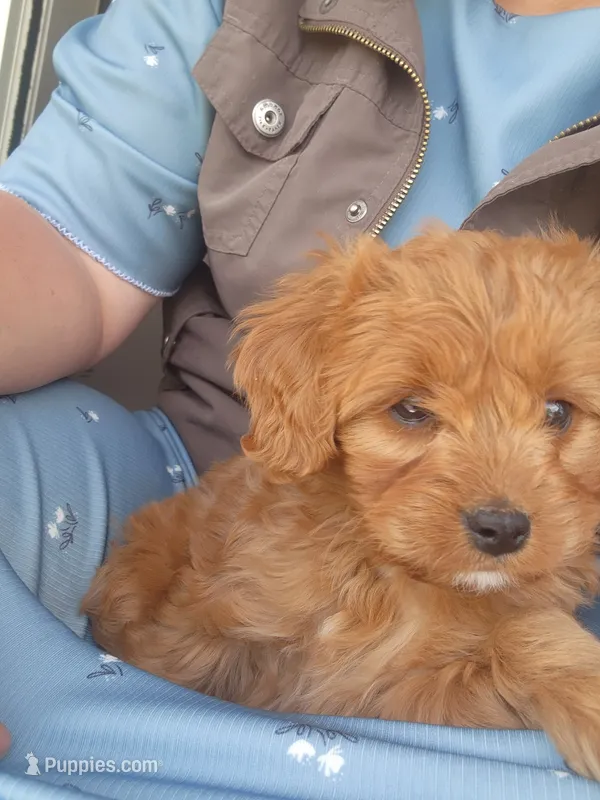 Jemma – Cavapoo puppy for sale in Greenwood, WI