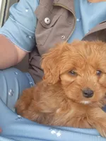 Jemma, a female Cavapoo for sale in Greenwood, WI – 1 of 3