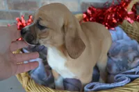 Rhea, a male Jack Russell Terrier and Pug for sale in Greenwood, WI – Photo 2 of 4