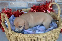 Rhea, a male Jack Russell Terrier and Pug for sale in Greenwood, WI – Photo 4 of 4