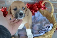 Rhea, a male Jack Russell Terrier and Pug for sale in Greenwood, WI – Photo 1 of 4