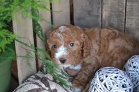 Adam, a male Cavapoo for sale in Greenwood, WI – Photo 3 of 5