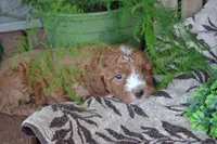 Adam, a male Cavapoo for sale in Greenwood, WI – Photo 2 of 5