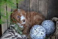 Adam, a male Cavapoo for sale in Greenwood, WI – Photo 5 of 5