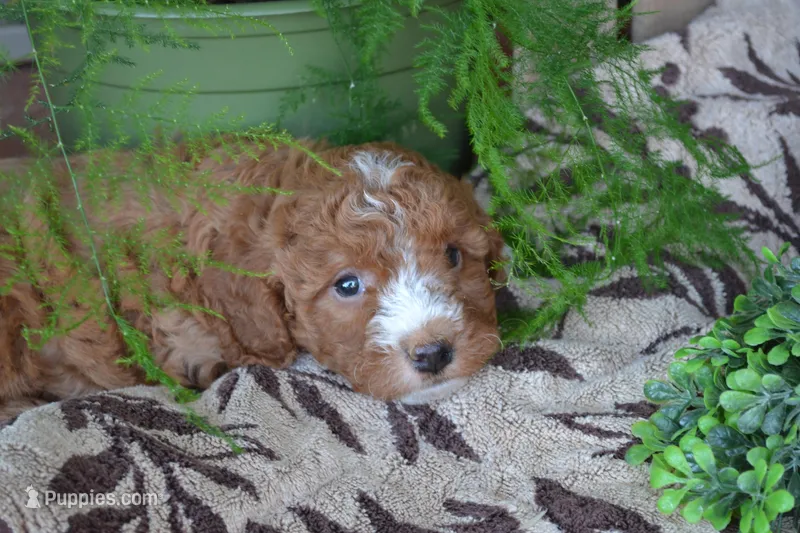 Adam – Cavapoo puppy for sale in Greenwood, WI