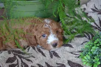 Adam, a male Cavapoo for sale in Greenwood, WI – Photo 1 of 5