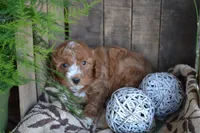 Adam, a male Cavapoo for sale in Greenwood, WI – Photo 4 of 5