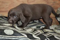 Layna, a female Labrador Retriever for sale in Greenwood, WI – 2 of 4