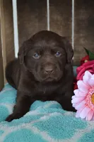 Lynda, a female Labrador Retriever for sale in Greenwood, WI – 4 of 4