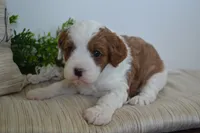 Patches, a male Cavapoo for sale in Greenwood, WI – 3 of 6