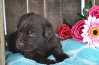 Lilla, a female Labrador Retriever for sale in Greenwood, WI – 3 of 4