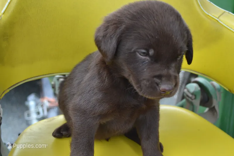 Lincoln – Labrador Retriever puppy for sale in Greenwood, WI