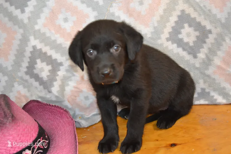 Harper – Labrador Retriever puppy for sale in Greenwood, WI