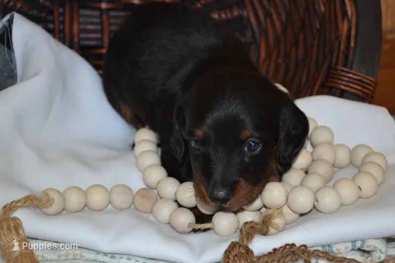 Shadow – Dachshund puppy for sale in Greenwood, WI