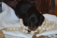 Shadow, a male Dachshund for sale in Greenwood, WI – 1 of 8