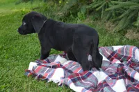 Ben, a male Labrador Retriever for sale in Greenwood, WI – 2 of 4
