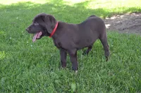 Lola, a female Labrador Retriever for sale in Greenwood, WI – 4 of 6