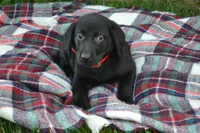 Kate, a female Labrador Retriever for sale in Greenwood, WI – 3 of 4
