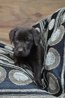 Lilla , a female Labrador Retriever for sale in Greenwood, WI – 3 of 4