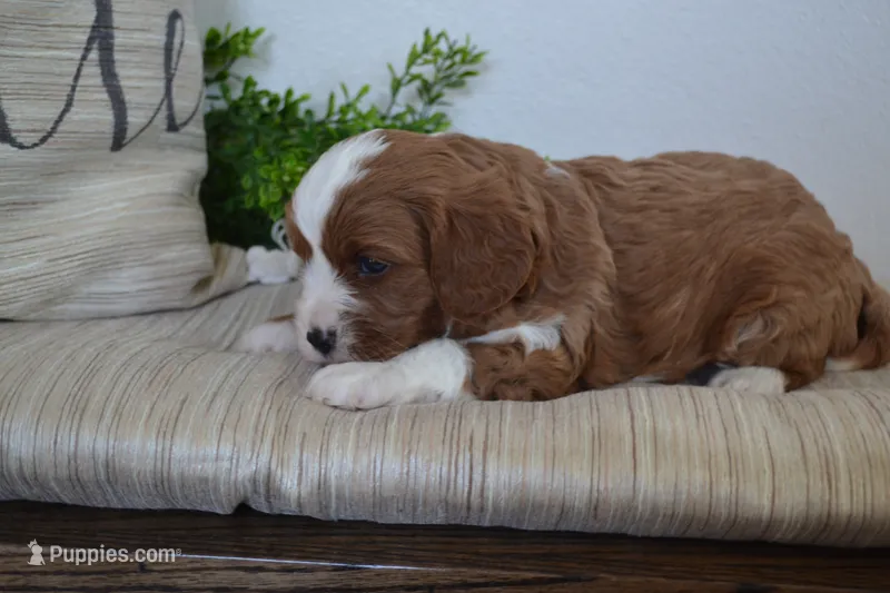 Pebbles – Cavapoo puppy for sale in Greenwood, WI