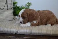 Pebbles, a male Cavapoo for sale in Greenwood, WI – 1 of 7