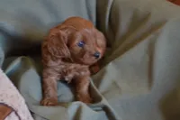 Biscuit, a male Cavapoo for sale in Greenwood, WI – 2 of 5