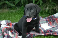 Juniper, a female Labrador Retriever for sale in Greenwood, WI – 3 of 4