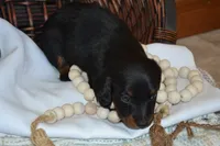 Shadow, a male Dachshund for sale in Greenwood, WI – 6 of 8