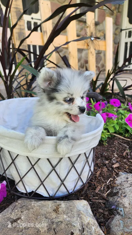 Wynter – Pomeranian puppy for sale in Greenwood, WI