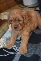 Kara, a female Cavapoo for sale in Greenwood, WI – 2 of 6
