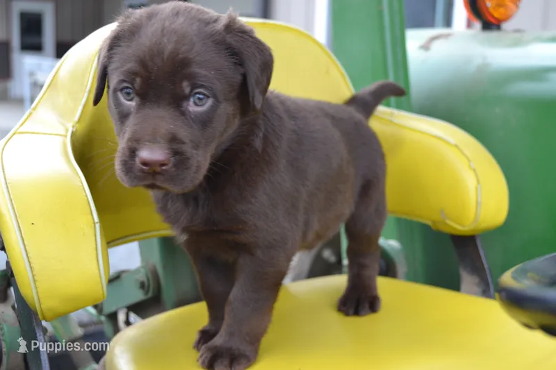 Lanson – Labrador Retriever puppy for sale in Greenwood, WI
