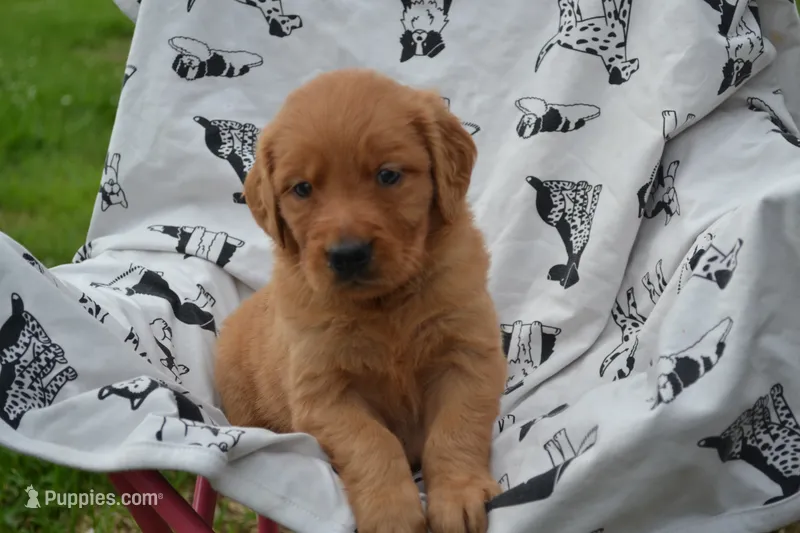 Ginger – Golden Retriever puppy for sale in Greenwood, WI