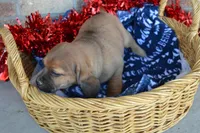 Jack, a male Jack Russell Terrier and Pug for sale in Greenwood, WI – Photo 4 of 7