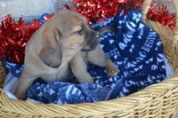 Jack, a male Jack Russell Terrier and Pug for sale in Greenwood, WI – Photo 6 of 7