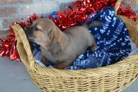 Jack, a male Jack Russell Terrier and Pug for sale in Greenwood, WI – Photo 2 of 7