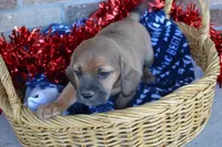 Jack, a male Jack Russell Terrier and Pug for sale in Greenwood, WI – Photo 5 of 7