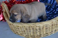 Jack, a male Jack Russell Terrier and Pug for sale in Greenwood, WI – Photo 3 of 7