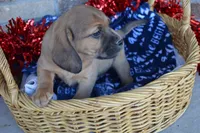 Jack, a male Jack Russell Terrier and Pug for sale in Greenwood, WI – Photo 1 of 7