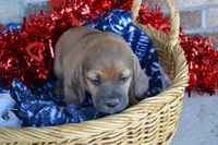 Jack, a male Jack Russell Terrier and Pug for sale in Greenwood, WI – Photo 7 of 7