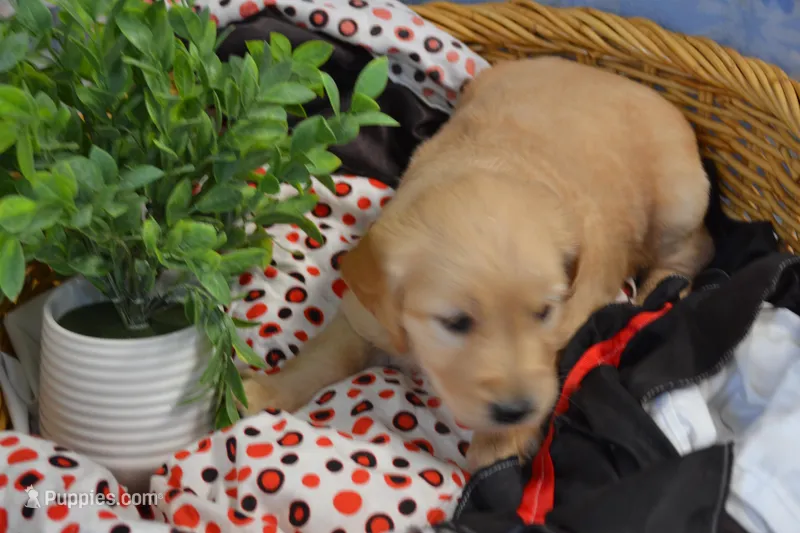 Brandy – Golden Retriever puppy for sale in Greenwood, WI