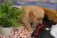 Brandy, a female Golden Retriever for sale in Greenwood, WI – Photo 2 of 6